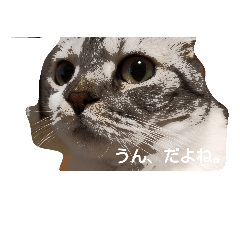 [LINEスタンプ] neeeeekooooo！！