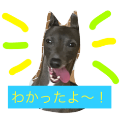 [LINEスタンプ] イタグレミランの楽しい毎日