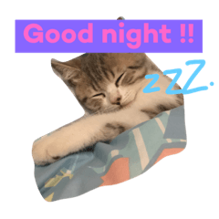 [LINEスタンプ] Pet Asarn