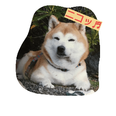 [LINEスタンプ] 愛犬さくらのスタンプです。