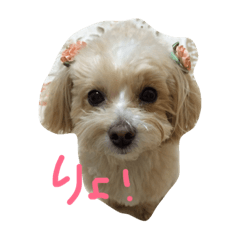 [LINEスタンプ] シュシュこ