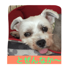 [LINEスタンプ] 佐賀んコロちゃん。