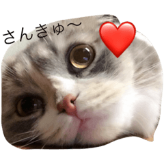 [LINEスタンプ] ここ猫関西弁の画像（メイン）