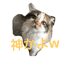 [LINEスタンプ] cyat