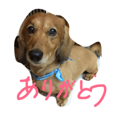 [LINEスタンプ] ワンにゃんすたんぷ
