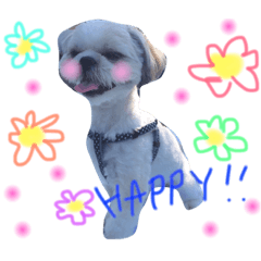 [LINEスタンプ] シーズーのぽっちゃん