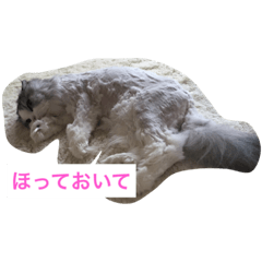 [LINEスタンプ] スコティッシュフォールドのまーよ。永遠に