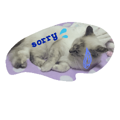 [LINEスタンプ] わたしは猫。なまえは杏。