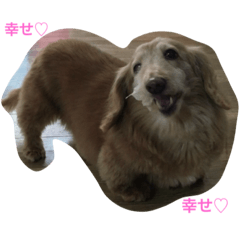 [LINEスタンプ] 愛すべきチワワとダックス♡