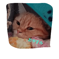 [LINEスタンプ] マンチカンのめいちゃん
