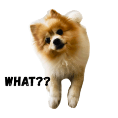 [LINEスタンプ] Zumo ＆ Money (The dog)