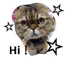 [LINEスタンプ] 猫好き！