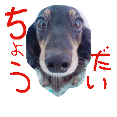 [LINEスタンプ] 仲良しの犬とフェレット