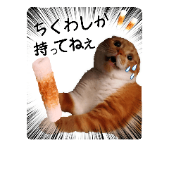 [LINEスタンプ] スコティッシュはるまる第6弾～ネット猫編