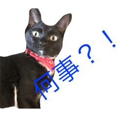 [LINEスタンプ] ねこ〜