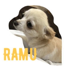 [LINEスタンプ] my pet(dog)
