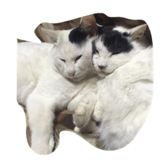 [LINEスタンプ] ねこたちの独り言