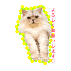 [LINEスタンプ] きるもなスタンプ