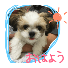 [LINEスタンプ] ミックス犬(シーズー×チワワ)