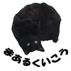 [LINEスタンプ] ねこ一家と時々シャケ