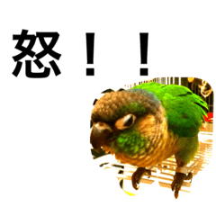 [LINEスタンプ] ウロコインコのピー様