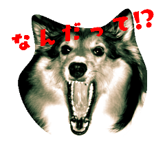 [LINEスタンプ] シェルティー2