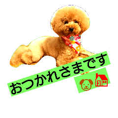 [LINEスタンプ] トイプードルのいろはちゃん