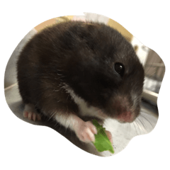 [LINEスタンプ] 私の名前はおはぎです。