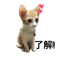 [LINEスタンプ] 猫共