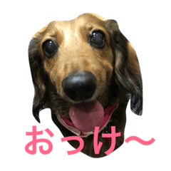 [LINEスタンプ] 桜だワン
