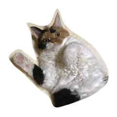 [LINEスタンプ] selkirk-rex