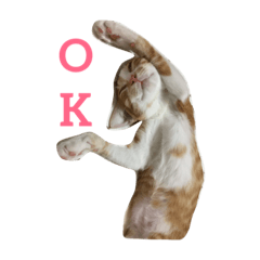 [LINEスタンプ] 猫のむぎ
