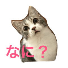 [LINEスタンプ] スコタム