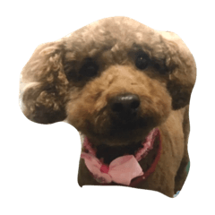 [LINEスタンプ] トイプードルこころやま