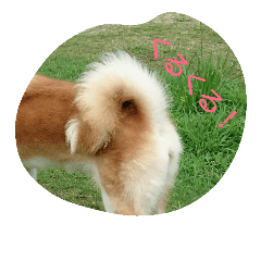 [LINEスタンプ] 秋田犬尻尾