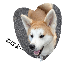 [LINEスタンプ] 秋田犬 挨拶