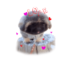 [LINEスタンプ] 犬  ペキニーズ