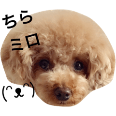 [LINEスタンプ] みろちゃん