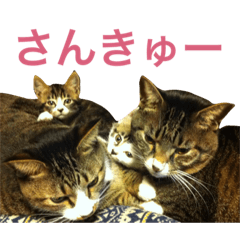 [LINEスタンプ] 田島家の猫たち