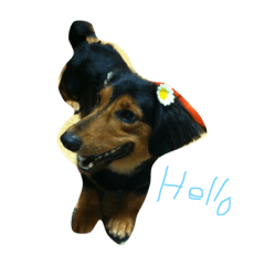 [LINEスタンプ] ベニマル