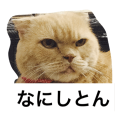 [LINEスタンプ] 我が家のねこ3匹