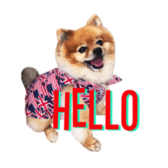 [LINEスタンプ] Thongyord The Dog