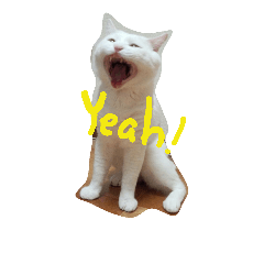 [LINEスタンプ] しろねこのねこ