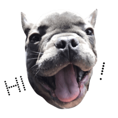 [LINEスタンプ] Mavic Dog