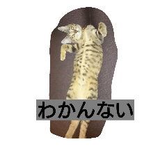 [LINEスタンプ] qoochanseikatu