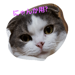 [LINEスタンプ] スコキャット