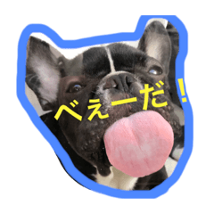 [LINEスタンプ] フレンチブルドッグ もなか君。しうば君。
