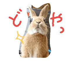 [LINEスタンプ] うちのチャーリー
