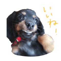 [LINEスタンプ] マロン＆ゴン