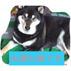 [LINEスタンプ] さっちゃんと遊ぼう